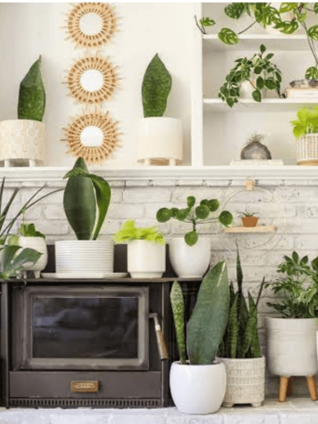 Some of the best houseplants