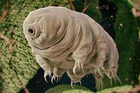 Cute Little Tardigrades : असल में अजेय हैं, और वैज्ञानिकों ने अब एक कारण को समझा है. tardigrade,tardigrades on the moon,tardigrade under microscope,https://youtu.be/IH3ABle9k7A?si=dcWYJ9MIk5ounKRF