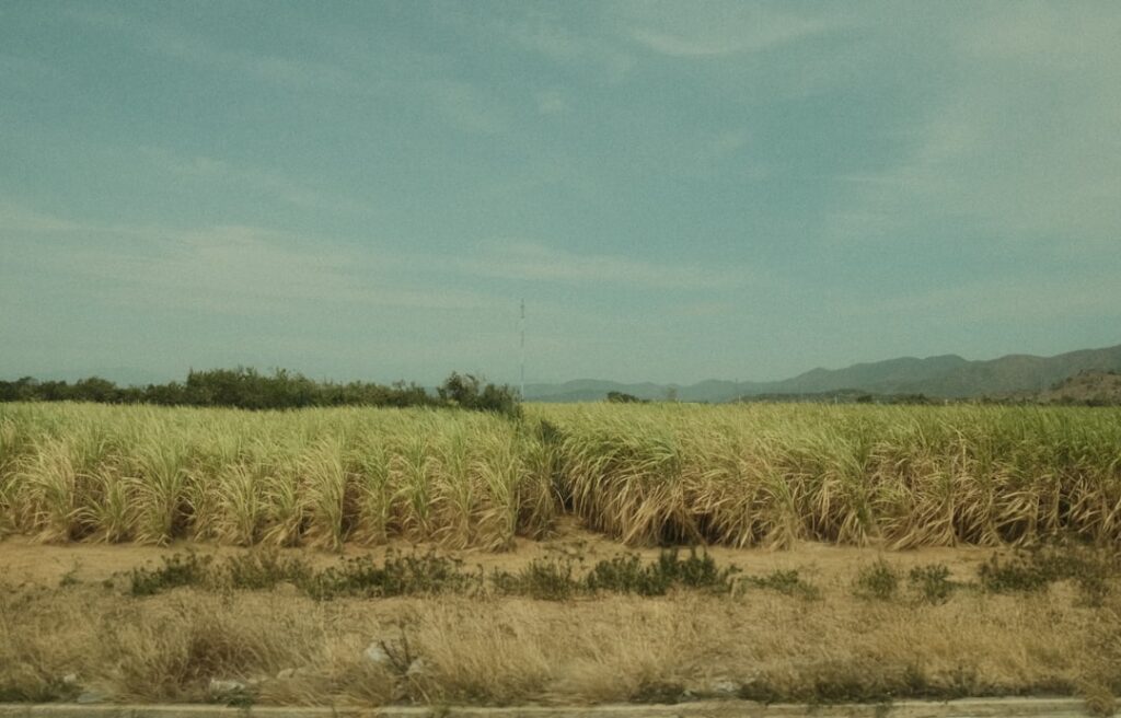 Sugar Price Update: चीनी की कीमतों में बड़ी गिरावट, जानिए सरकार ने क्या-क्या कदम उठाए Current image: प्रतीकात्मक तस्वीर - गन्ना और चीनी